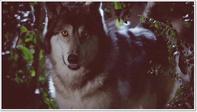 How Well Do You Know The Crescent Wolf Pack From The Originals?